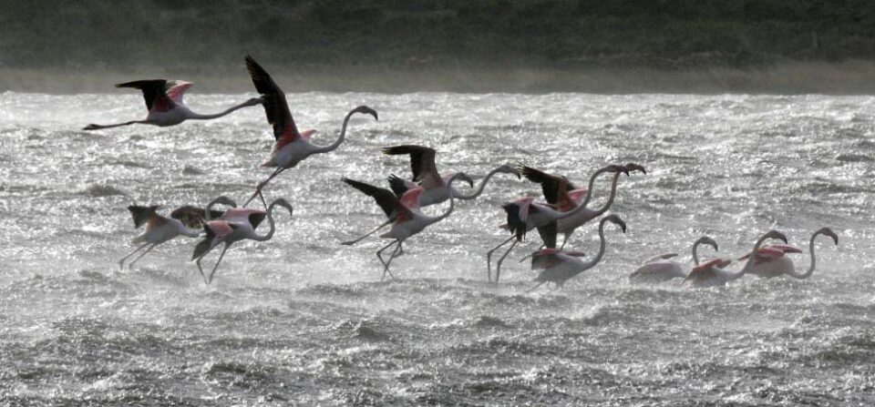 Sardegna: tornano i fenicotteri rosa nel parco del Molentargius