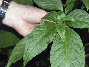 la malicagua, una pianta allucinogena che gli stessi sciamani hanno timore di "ingerire" per i suoi effetti collaterali