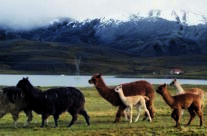 The Llama: National Animal of Bolivia