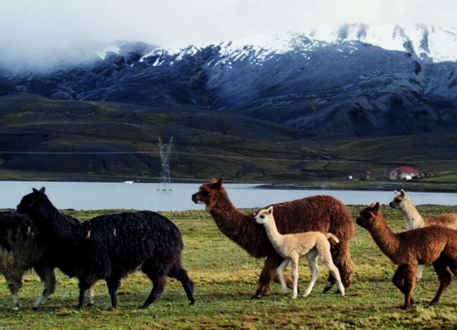 The Llama: National Animal of Bolivia
